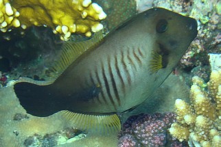 Amanses scopas - Besenfeilenfisch (Bürsten-Feilenfisch)